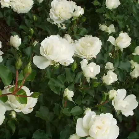 - - Trandafiri - Blanc Meillandecor® - 